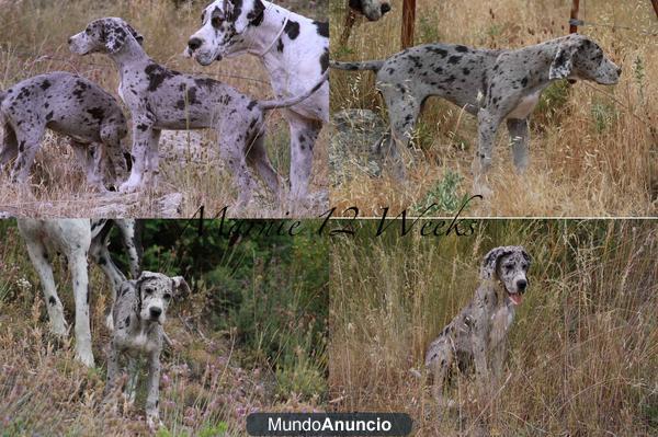 IMPRESIONANTES CACHORRAS DOGO ALEMÁN