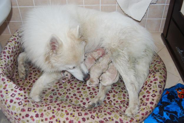 Venta Crías Samoyedo