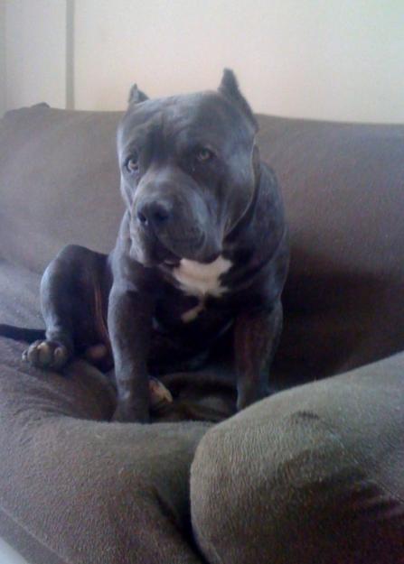 american bully pitbull