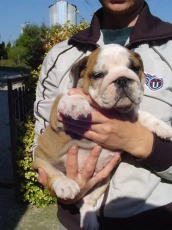 Bulldog Ingles