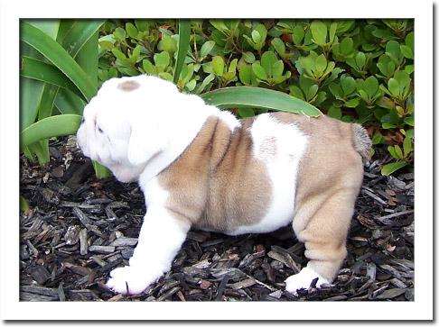 Bulldog Inglis cachorros de calidad con pedigree