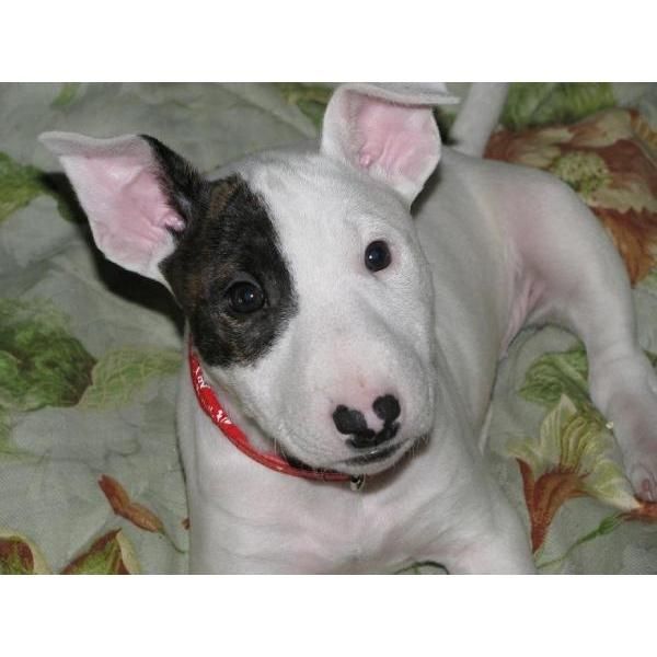 cachorros bull terrier amar disponible ahora (en contacto ahora)