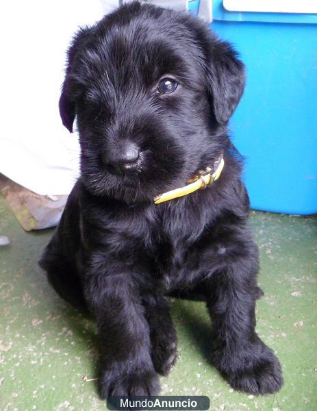 CACHORROS SCHNAUZER GIGANTE NEGRO