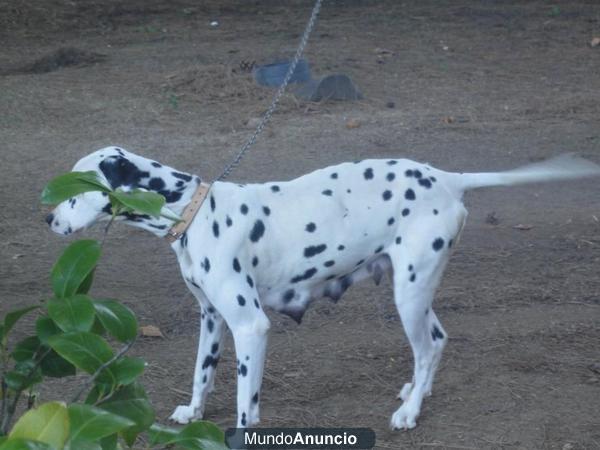 cambio Dalmata o vendo