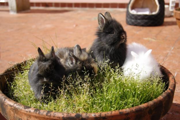 Lindos conejitos enanos angora