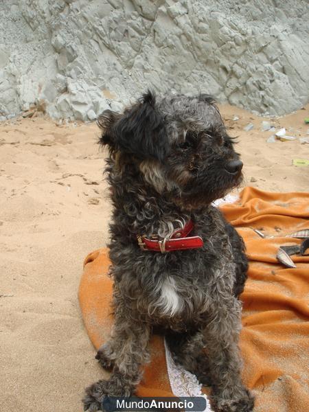 vendo cachorros 50 euros