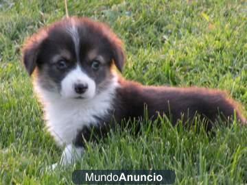 Welsh corgi pembroke