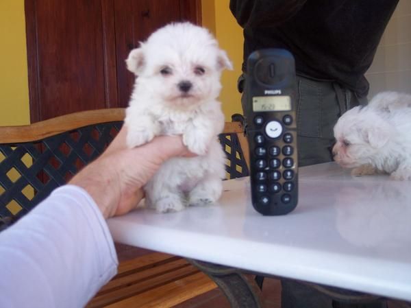 cachorros bichon maltes y shih tzu