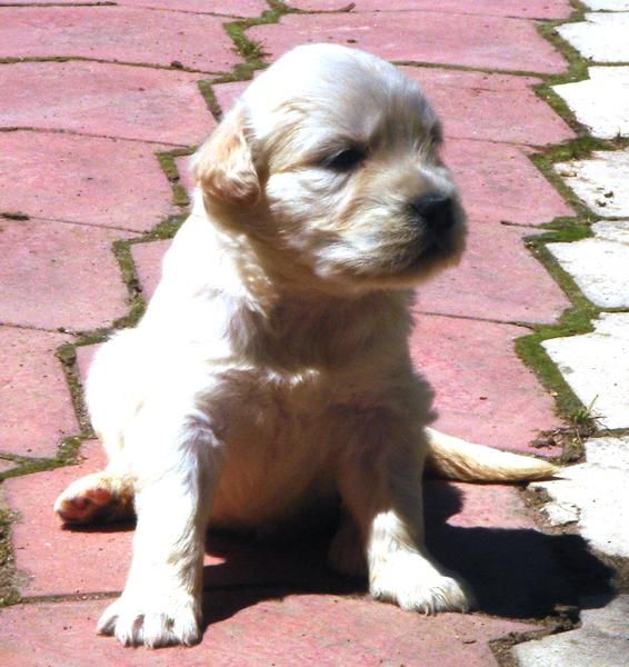 CACHORROS DE GOLDEN RETRIEVER 500