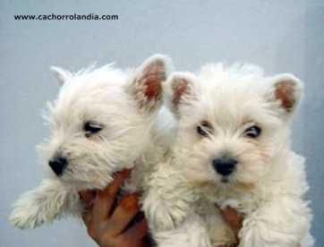 CACHORROS DE WESTY, EXCELENTES