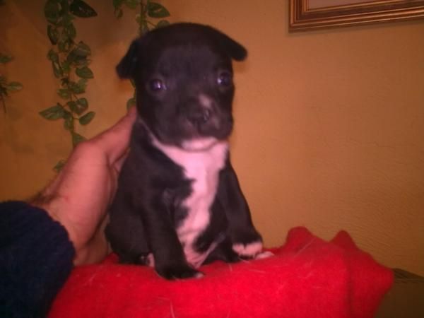 camada staffordshire bullterrier