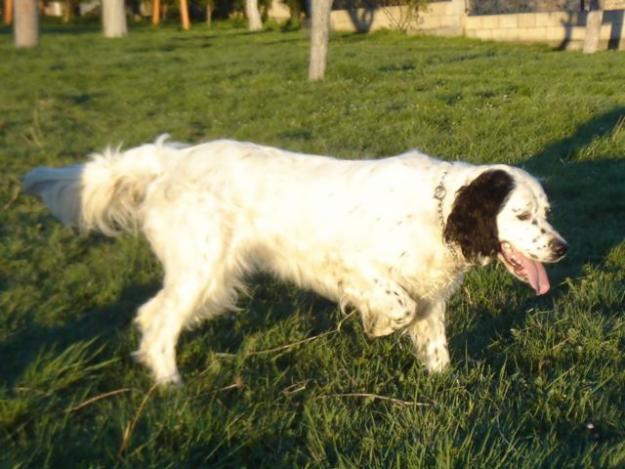 HEMBRA DE SETTER INGLES