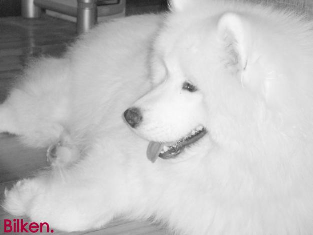 Samoyedos de las mejores lineas de sangre de españa