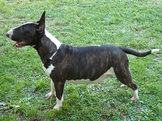 bull terrier cachorros de héroes kennel