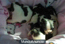 Bulldog Frances blancos y negros