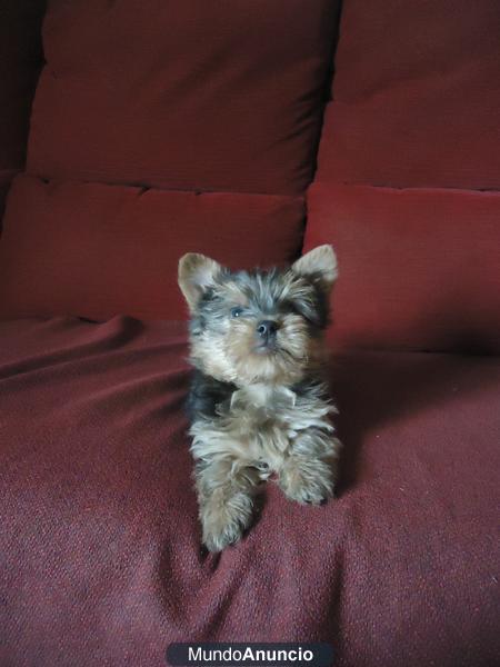 CACHORRO YORKSHIRE TERRIER