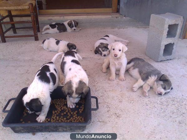 cachorros de mastin