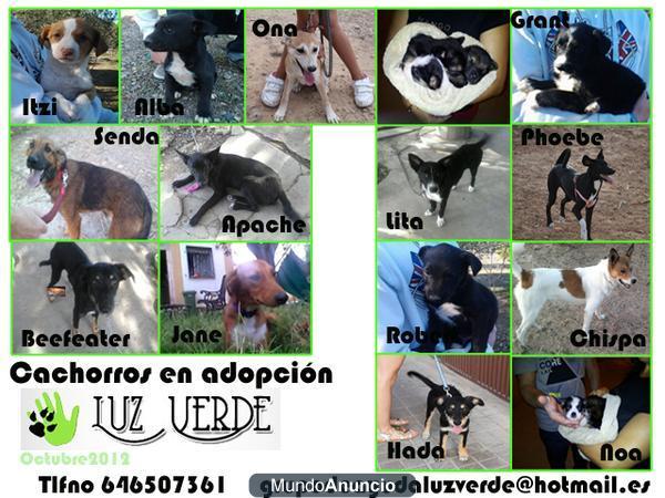 Cachorros que buscan hogar