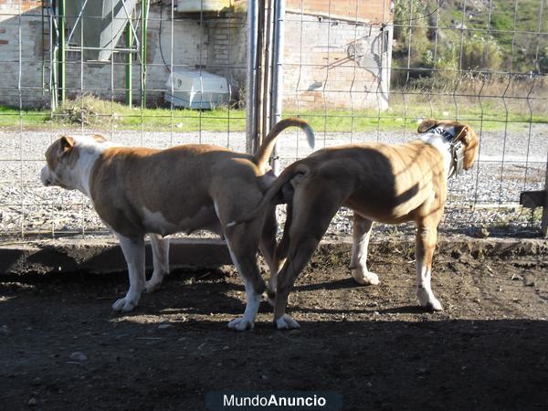 CAMADA DE AMERICAN STAFFORDSHIRE TERRIER