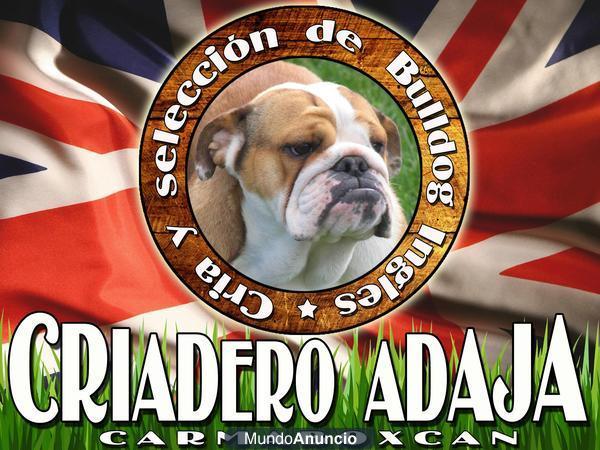 Criadero Adaja,cria y seleccion de Bulldog Ingles entra en nuestra web.