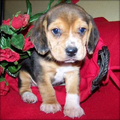 Hombre cachorro Beagle