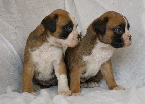 Preciosos cachorros boxer