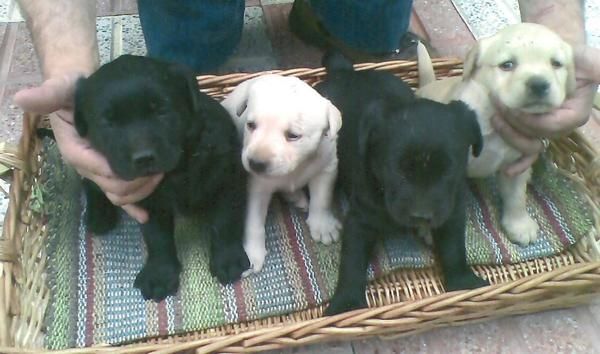 preciosos cachorros de LABRADOR CON PEDIGREE 360EUROS