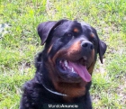 rottweiler calidad y precio listos para entregar - mejor precio | unprecio.es