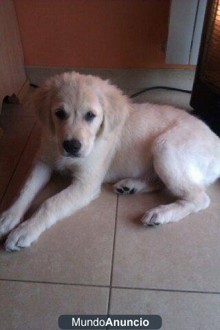 vendo golden retriever