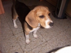 vendo perro raza beagle.(cachorro 5meses) - mejor precio | unprecio.es