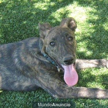 ¿quieres adoptar un compañero maravilloso? PORTOS, 4meses, busca una familia