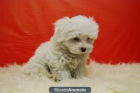 Bichon Maltes con 2 meses excelentes cachorros de calidad !!! - mejor precio | unprecio.es