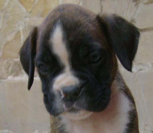 Cachorros de Boxer