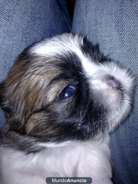 Cachorros Shih Tzu