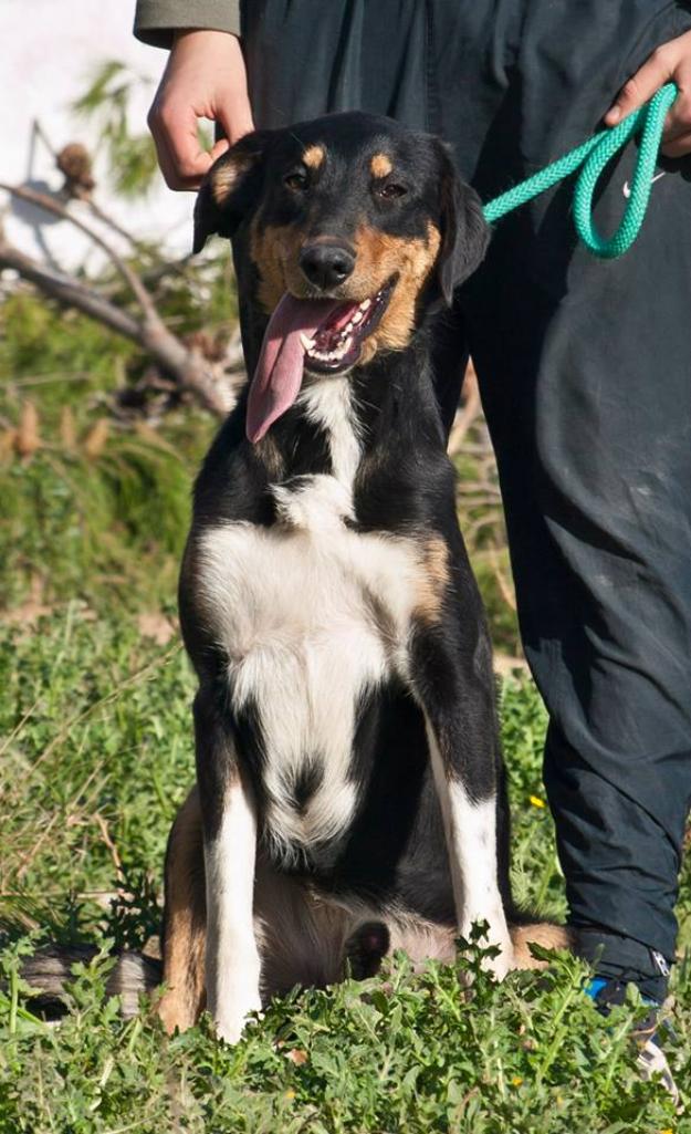 Brandon, precioso pastor alemán en adopción