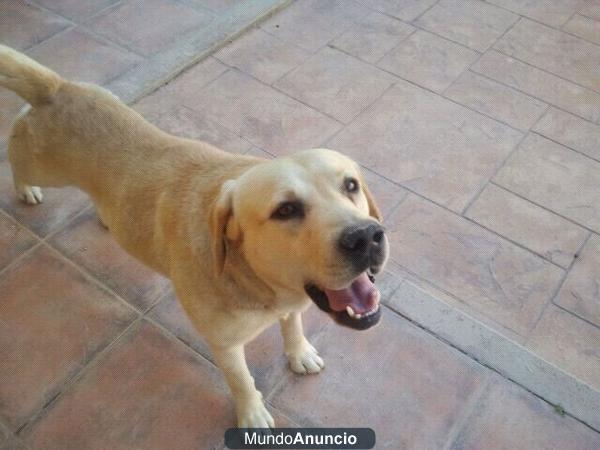 Busco labrador hembra pedigree(color ARENA) para apareamiento