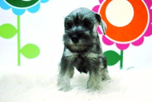 Cachorritos adorables Schnauzer_pedigre nacional_2 meses edad_www.animalflower.com