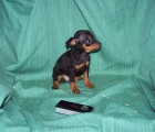 CACHORRITOS DE PINSCHER MINIATURA DE COLOR NEGRO FUEGO - mejor precio | unprecio.es