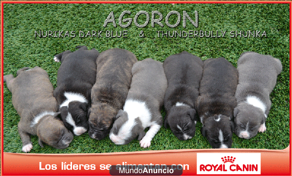 cachorros American Staffordshire Terrier Barcelona