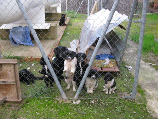 Cachorros en una fabrica