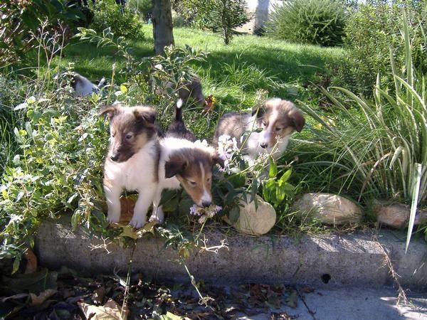 rough collie