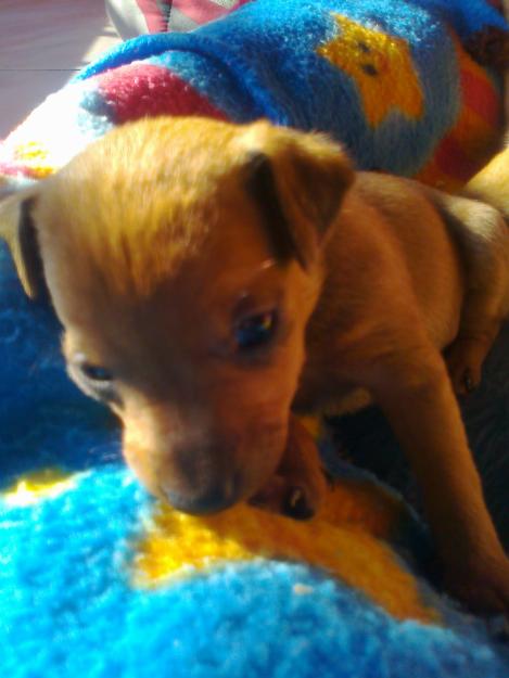 Se venden mini pinscher enanos!!!