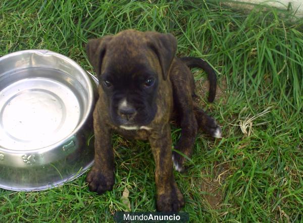 VENDO CACHORROS DE BOXER