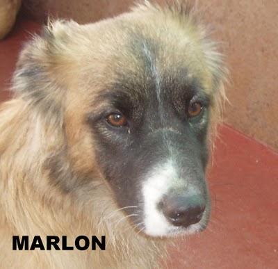 ------------ MARLON, precioso mestizo tamaño medianito --------------------------------