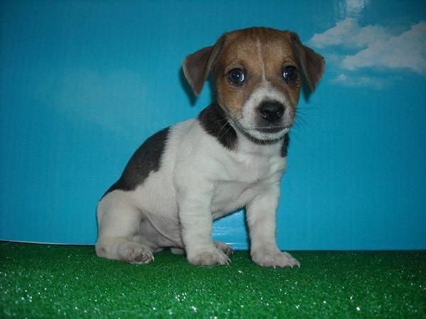 Cachorritos de JACK RUSSELL TERRIER - 450  - pedigri