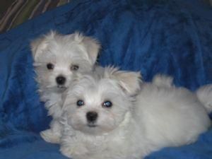 Cachorro Maltese