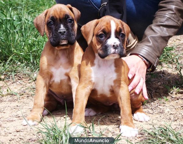 Cachorros Boxer 350€