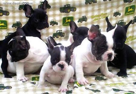 Cachorros de Bulldog Francés y otras razas en Dog Noik