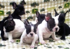 Cachorros de Bulldog Francés y otras razas en Dog Noik - mejor precio | unprecio.es