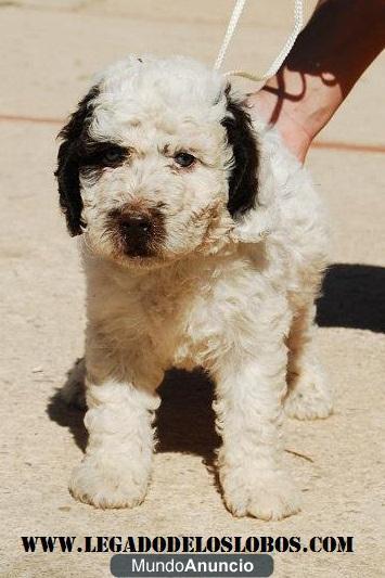 Cachorros de perro de agua español disponibles